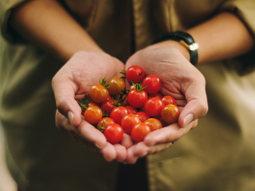 Baby tomatoes in hands expressing organic food.