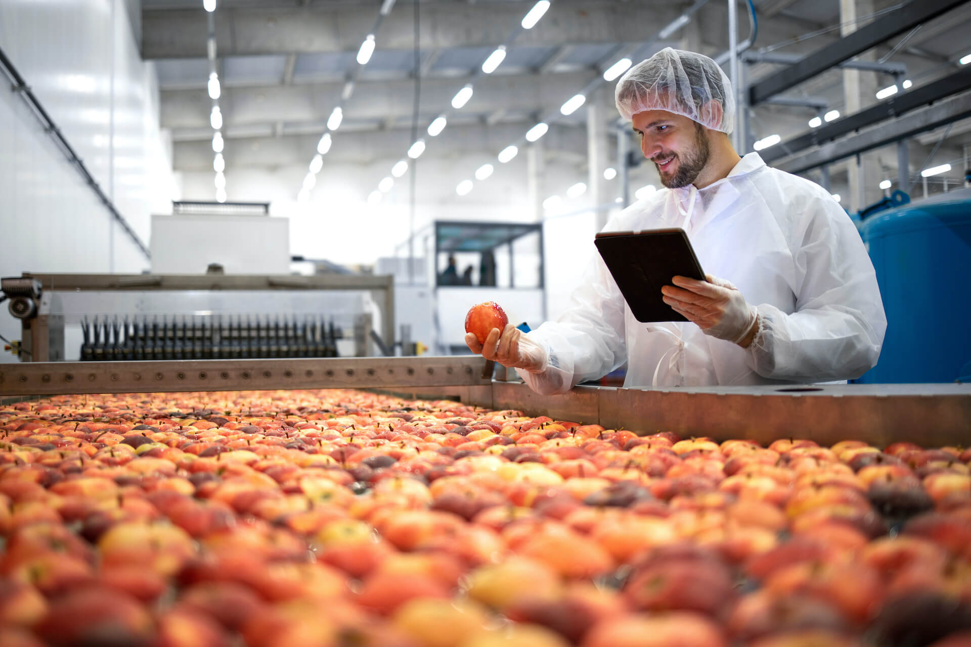Fruit on conveyer belt being examined for sorting and quality control