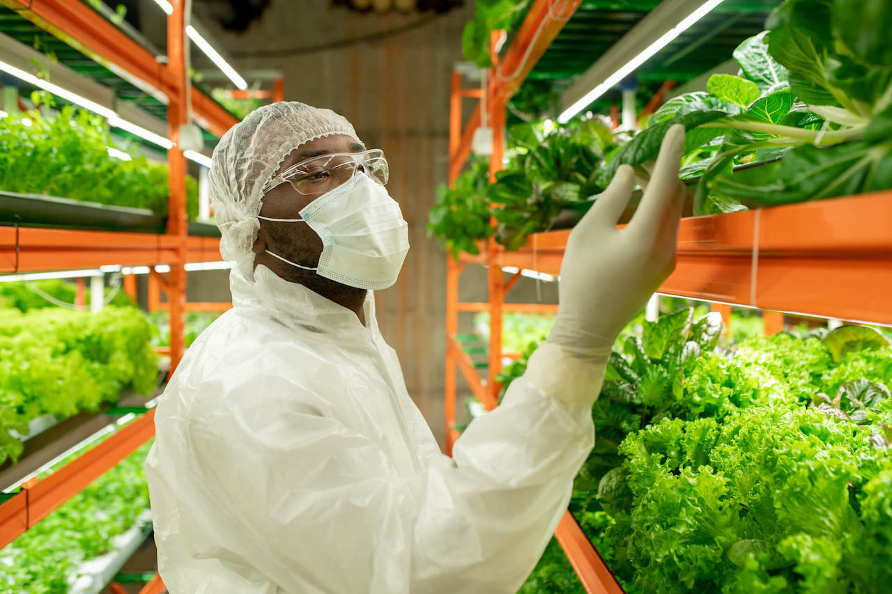 Inspection of lettuces