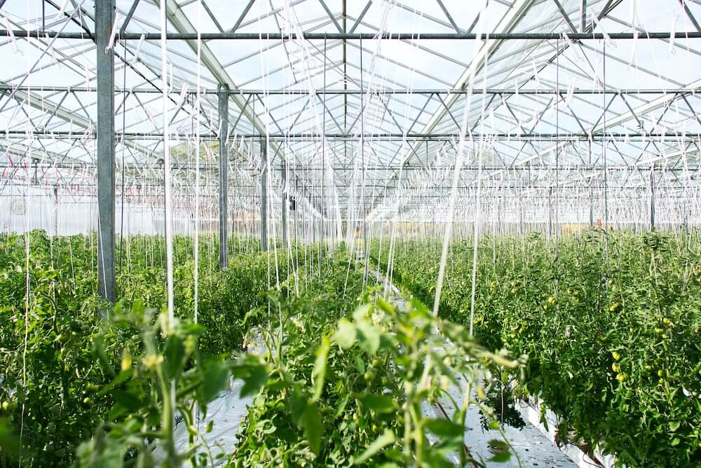 Plants growing in large hydroponic tunnel