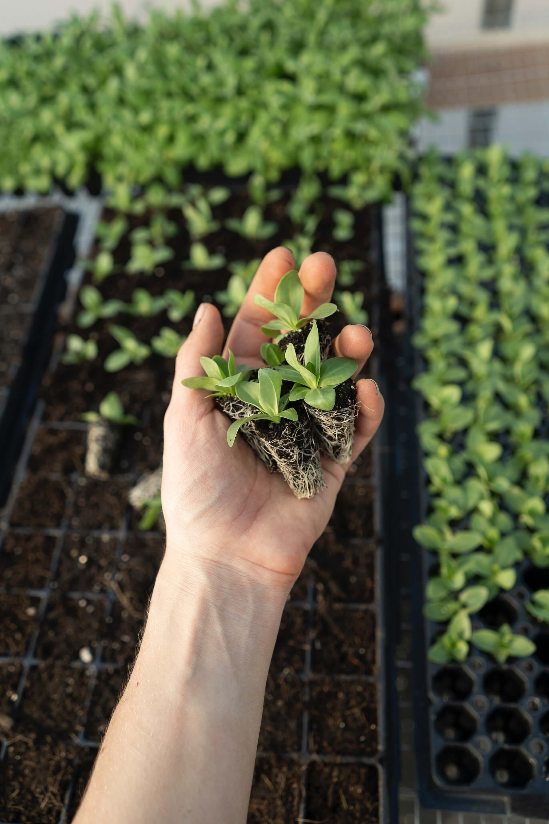 Plant plugs for food production startup