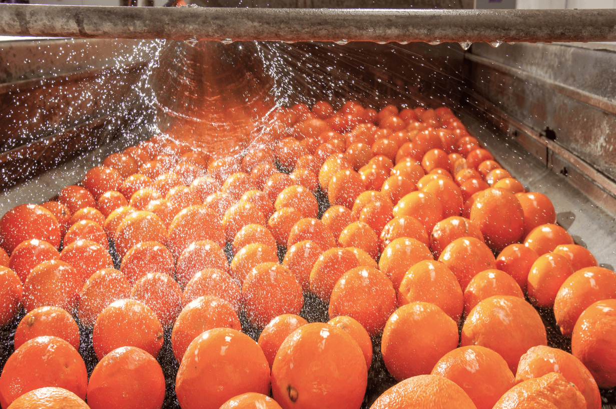 Oranges being washed ready for food production